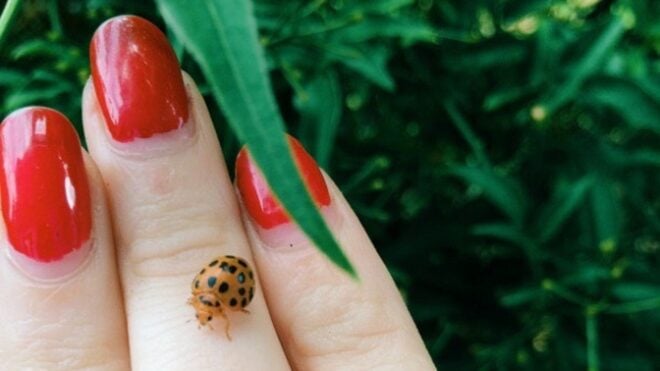 bug bites and how to identify it