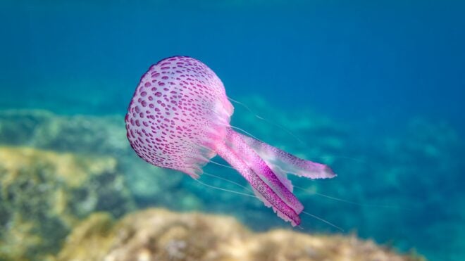 Jellyfish