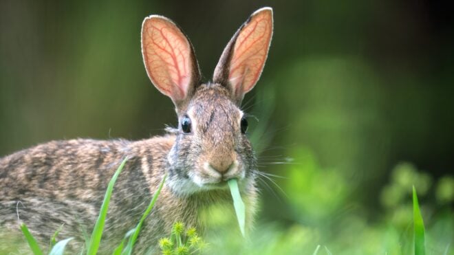 A rabbitt