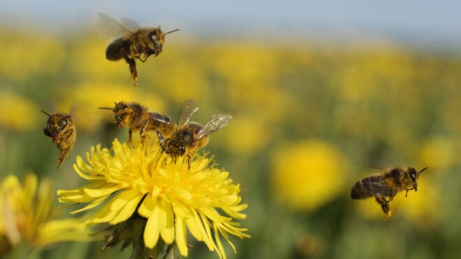 bees