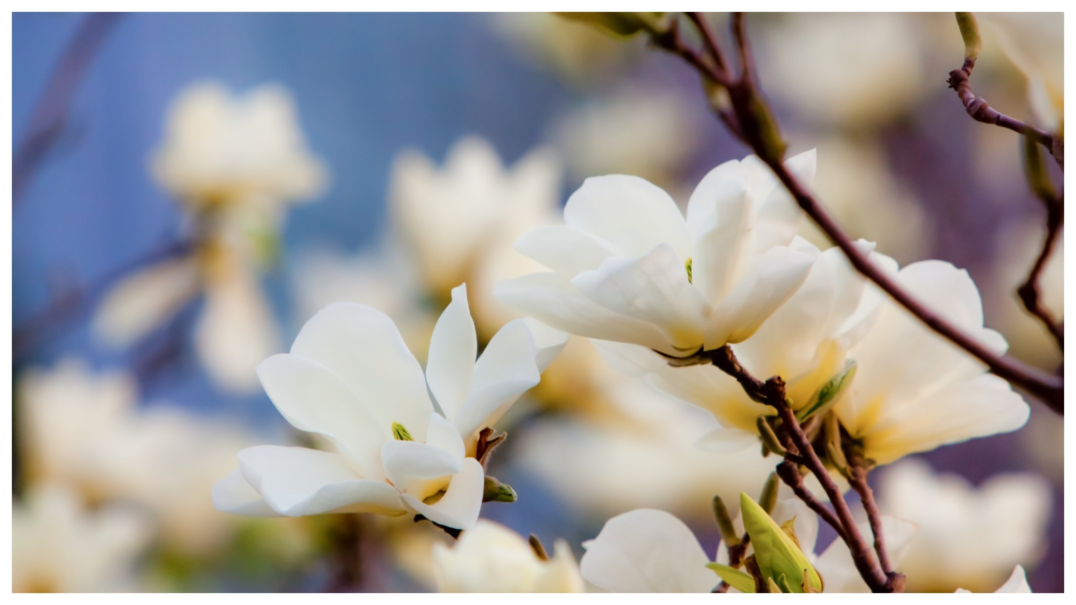 magnolias